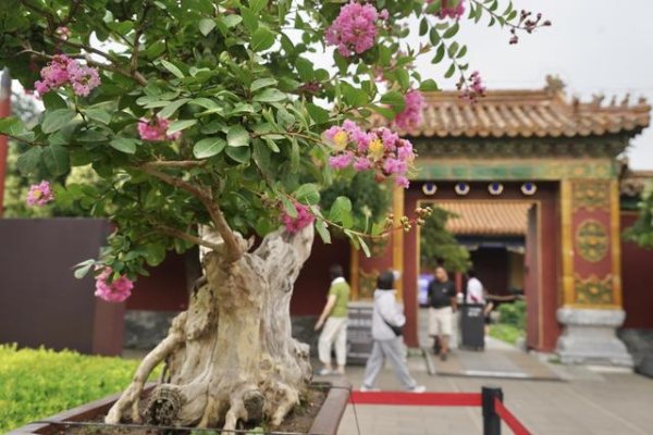 镕盛配资 京津冀盆景展开启景山公园系列暑期活动